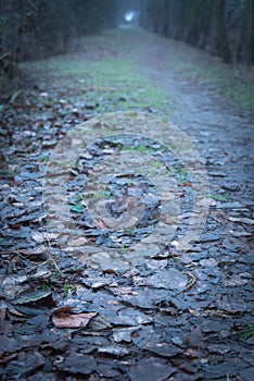 Mysterious path in the woods