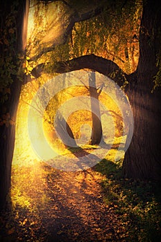 Mysterious pathway between arch of trees