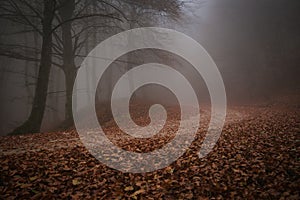 Mysterious pathway. Footpath in the dark, foggy, autumnal, mystique forest