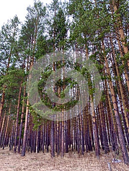 Mysterious pine forest in the spring in the southern Urals