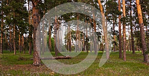 Mysterious pine forest at sunset. Panoramic photo