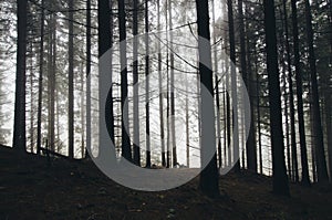 Mysterious pine tree forest with fog