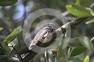 Mysterious Potoo Bird in the Forest