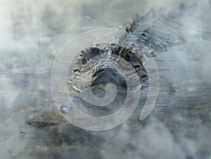Mysterious Reptilian Creature Emerging from Mist photo