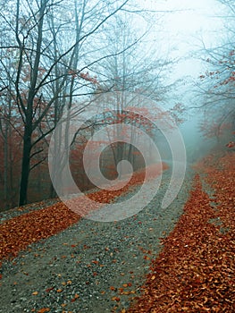 Mysterious road in foggy forest. Autumnal blue mist