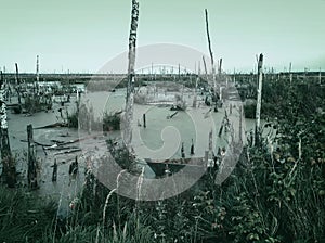 Mysterious scary empty uninhabited swamp with dead trees and old abandoned boats. Monochrome natural background for