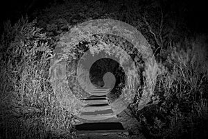 Mysterious Secret Scary Forest Entrance with Stairs Going Down at Night BW