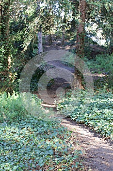 Mysterious sinuous pathway over hill with contrasted daylight in woods