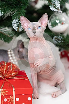 Mysterious Sphynx Hairless Cat sitting near Christmas tree with red polka dot gift box under it