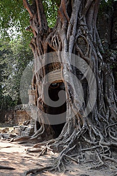 Mysterious, spooky, dark, foggy giant tree roots, forest growing out of stone temple ruins, angkor wat, cambodia