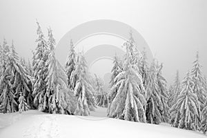 Mysterious spruce forest in winter, foggy day