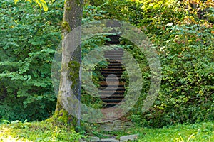 Mysterious stone stairs in the green dense forest. Weird steps among trees