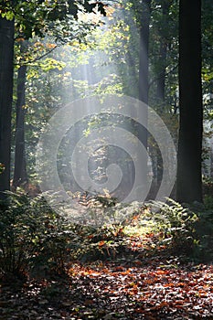 Mysterious sunlight in a dutch forest