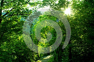 Mysterious sunlit path through a dense green forest of an Eastern Serbia