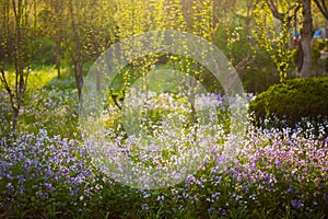 Mysterious sunny garden