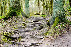 Mysterious trail in the forest with mossy tree trunks and exposed roots