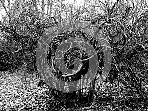 Mysterious tree, Pozna? Botanical Garden, Poland, black and white version photo