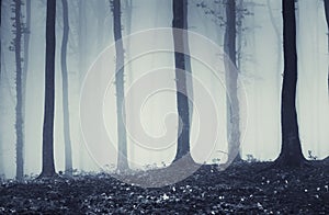 Mysterious trees in a forest with fog