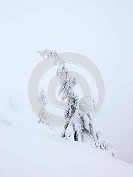 Mysterious tress on foggy winter mountains