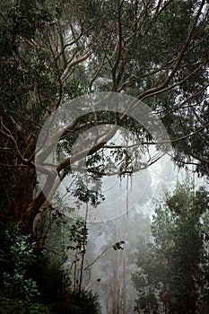 Mysterious tropical forest in the fog.