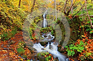 A mysterious waterfall tumbles down a cliff into a rocky stream in the colorful fall forest in Oirase, Towada Hachimantai National