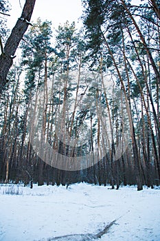 Mysterious winter forest at sunset, winter in the forest