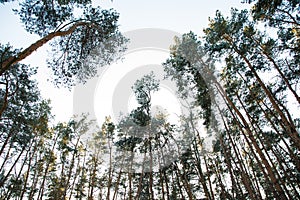 Mysterious winter forest at sunset, winter in the forest