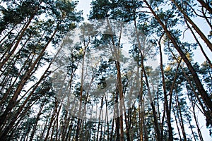 Mysterious winter forest at sunset, winter in the forest