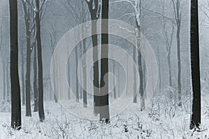 Mysterious Winter Forest Wallpaper