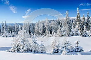 Mysterious winter landscape majestic mountains in winter. Magical snow covered tree. In anticipation of the holiday