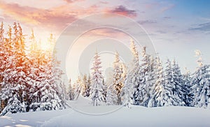 Mysterious winter landscape majestic mountains in winter. Magical winter snow covered tree. Dramatic scene. Carpathian