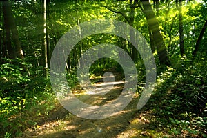 Mysterious Wooded Path photo