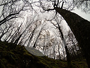 Mysterious world of trees in british forests