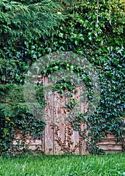 The mystery door  overgrown  garden