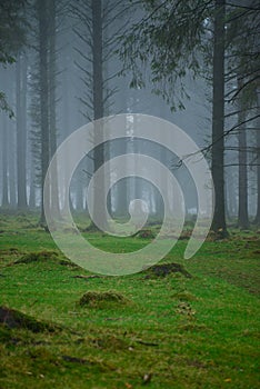 Mystery fog over trees in forest