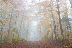 Mystery foggy autumn beech forest