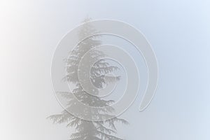 Mystery on a foggy day, silhouette of an evergreen tree, as a nature background