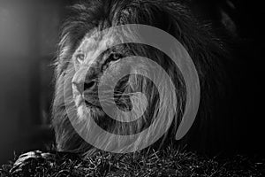 The mystery of the lion