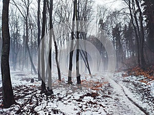 Beautiful magic misty vief of forest fog in winter. Poland