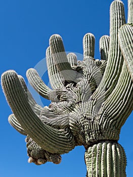 Mystery in nature, the crested Saguaro