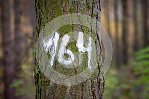 Mystery number on a tree in the forest