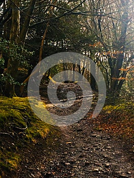 Mystery Path in the woods, Wales