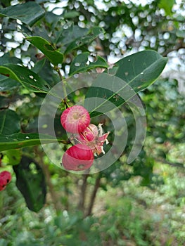 Mystery of the Scarlet Gem: Unveiling the Enigmatic Red Fruit