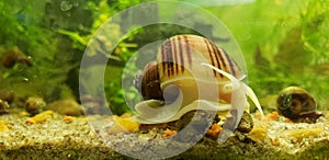 Mystery snail appreciation photo