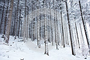 Mystery snow forest