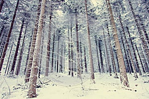 Mystery snow forest