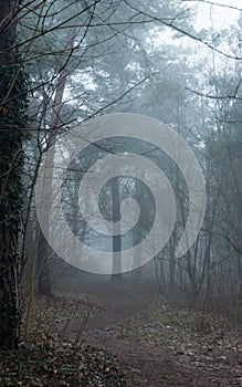 Mystery spooky forest path