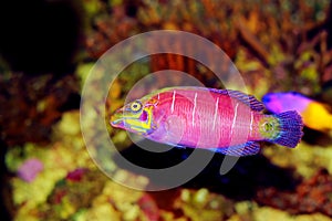 Mystery Wrasse - Pseudocheilinus ocellatus