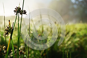 Mystic abstract blur light green summer grass background with spider web cobweb, water dew drops.