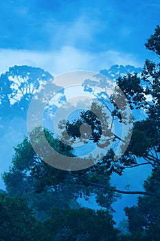 Mystic aerial view of primeval forest in blue misty